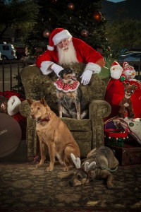 Meet Santa event - dogs